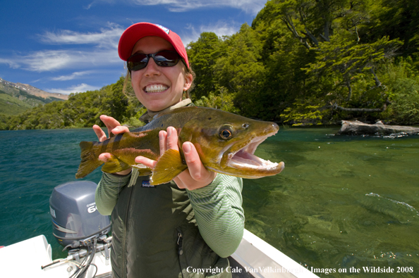 Brown Trout