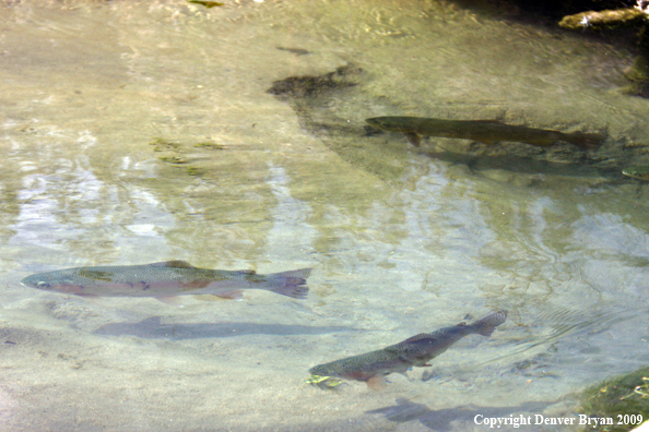 Brown and Rainbow Trout underwater