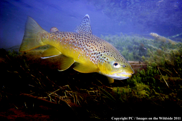 Brown trout, Ruby River, MT. 