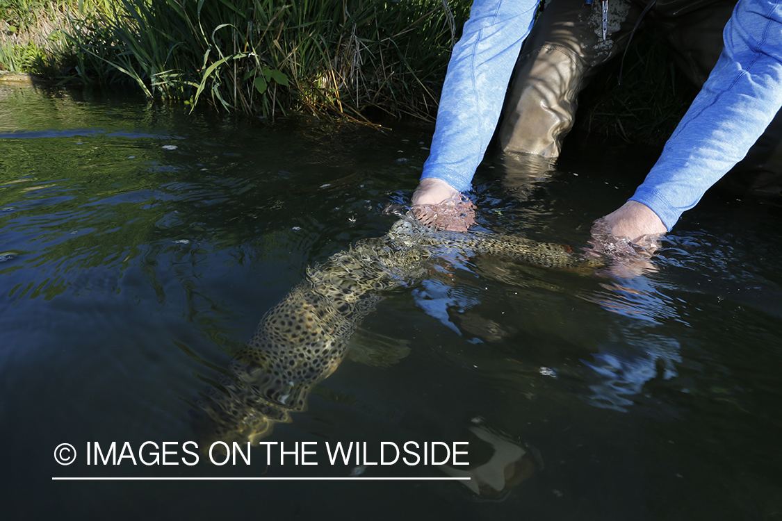 Flyfisherman releasing brown trout.