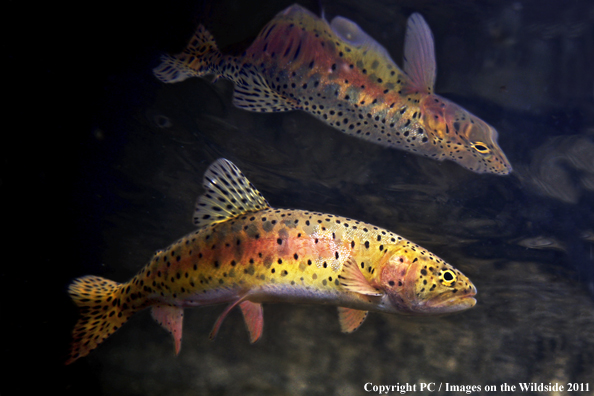 Lahontan Cutthroat, CA.