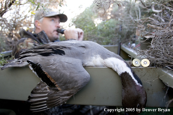 Duck hunter calling ducks from blind.