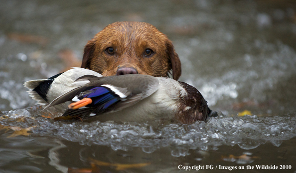 Chesepeake Bay Retriever retrieving downed duck