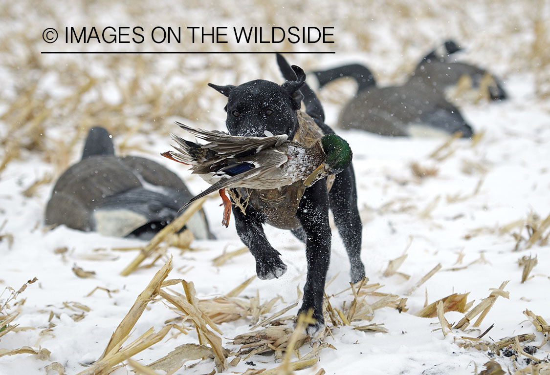 Black lab retrieving downed mallard.