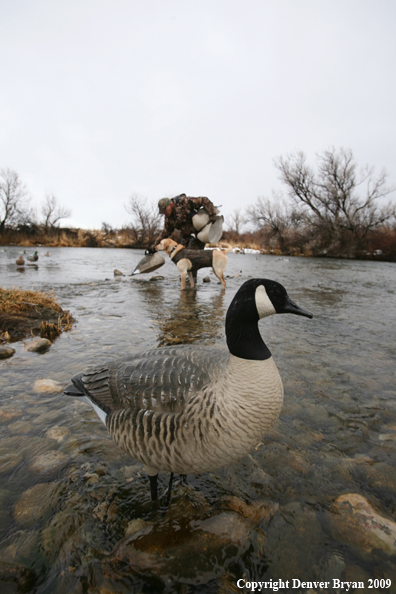 Canadian Goose Decoy