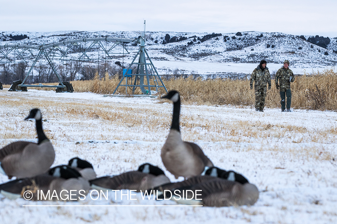 Hunters in field overlooking Canada geese decoys.