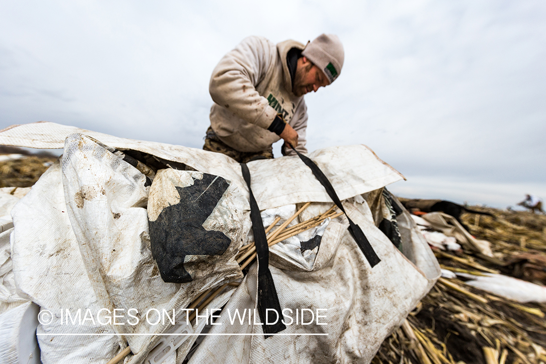 Hunter packing up after day of goose hunting.
