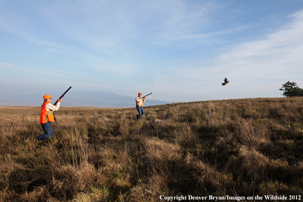 Upland game hunters shooting pheasant. 