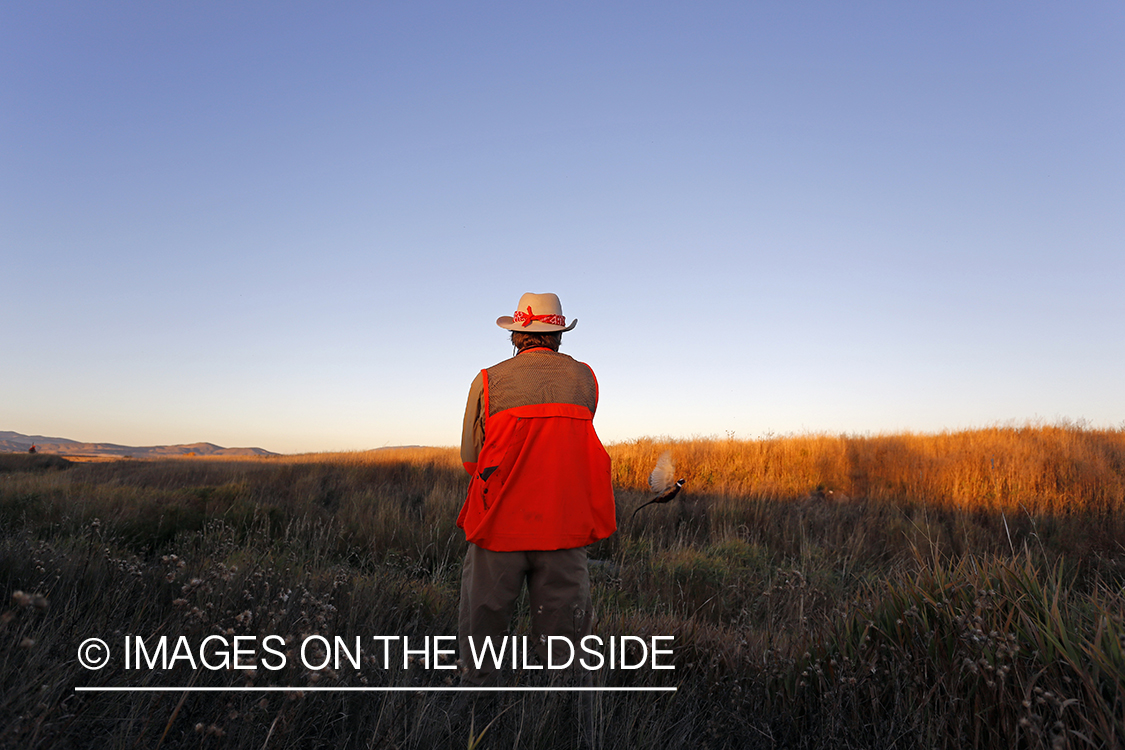 Upland game bird hunter in shooting at flushed pheasants.