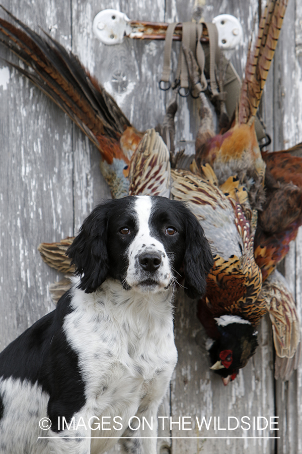 Springer spaniel with bagged pheasants.