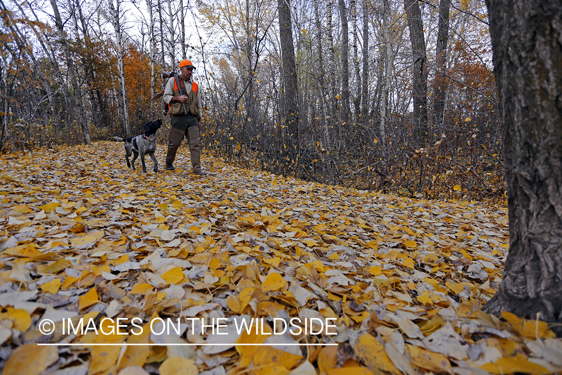 Pheasant hunter in field with Griffon Pointer.