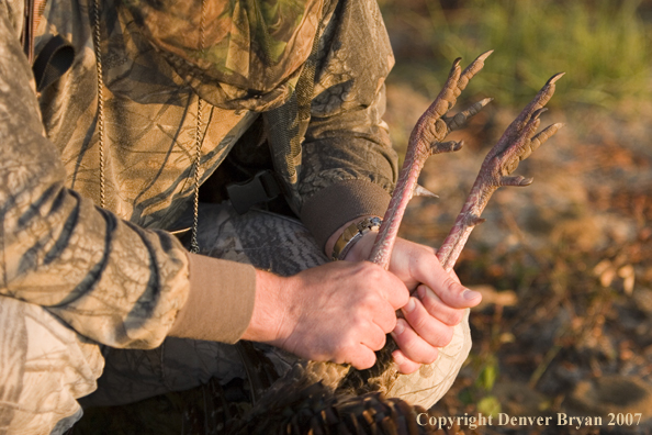 Eastern turkey bagged 