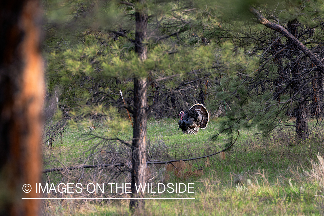 Turkey in habitat.