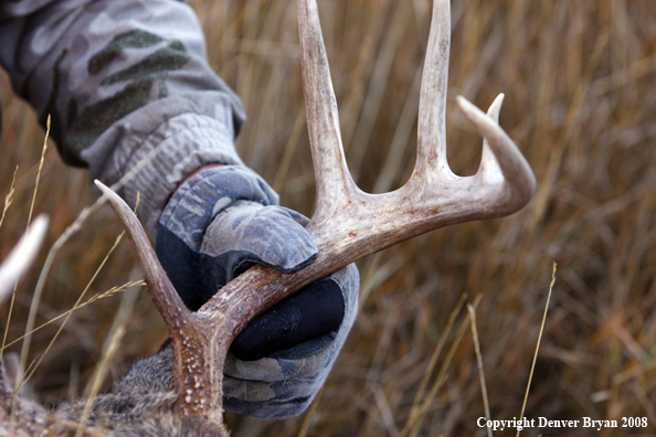 Hunter with Whitetail Deer