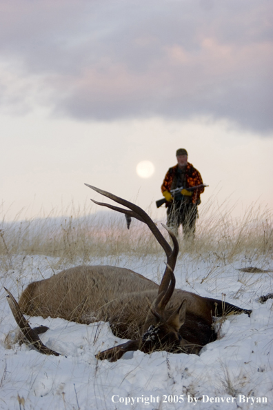 Elk hunter approaching downed elk. Full moon in background.