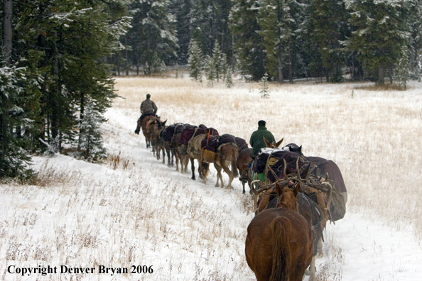 Elk hunters with bagged elk on horse packstring.  