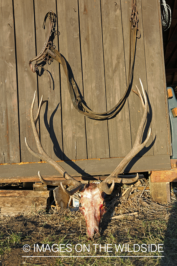 Recently bagged bull elk at camp.