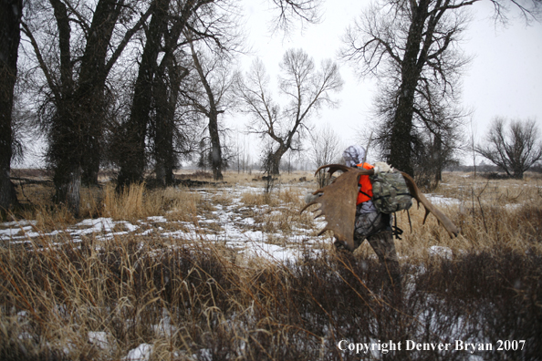 Moose hunter in field