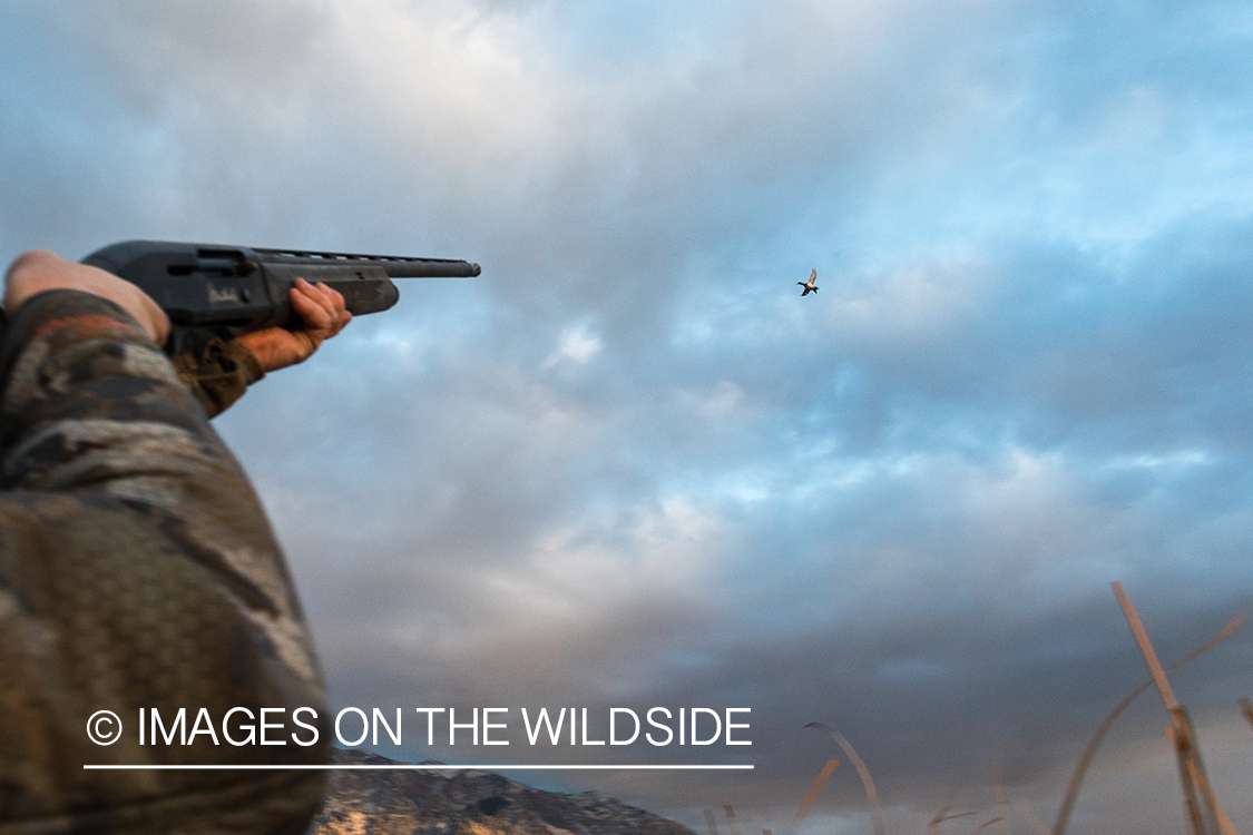 Hunting Tundra Swans and Ducks.