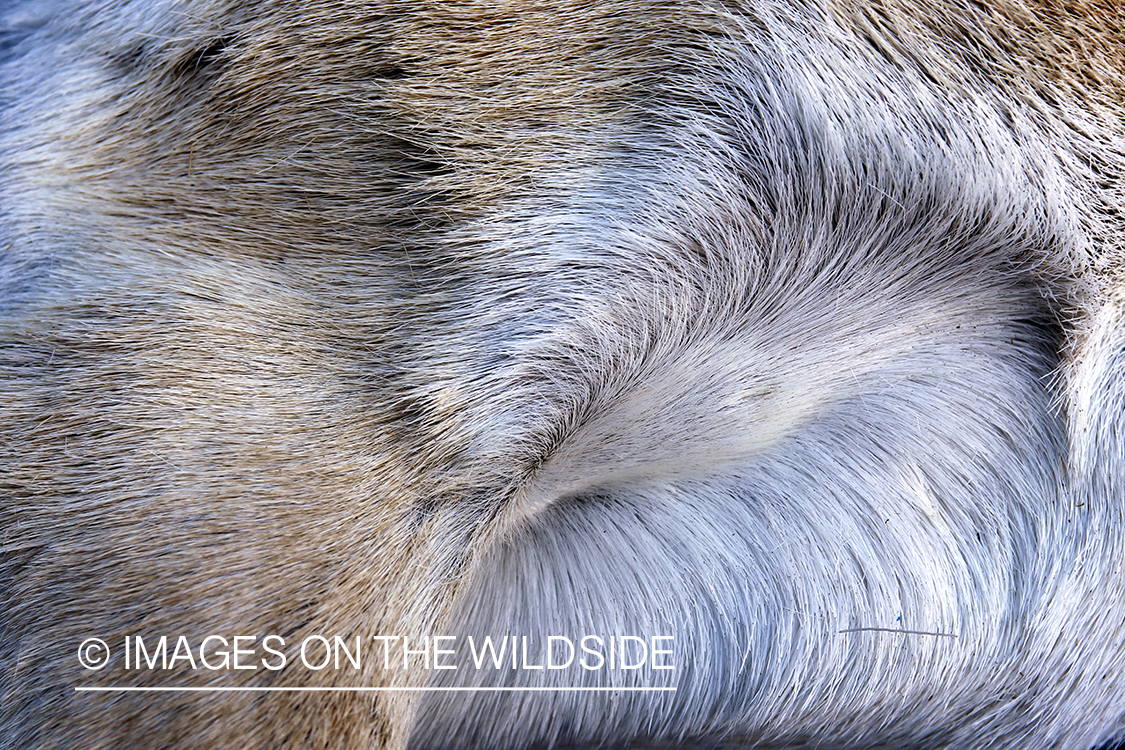 Close-up of bagged pronghorn antelope coat.