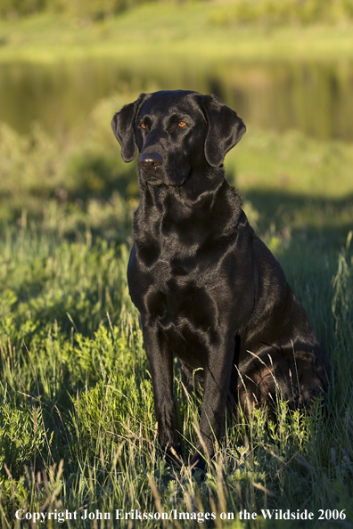 Black Labrador Retriever