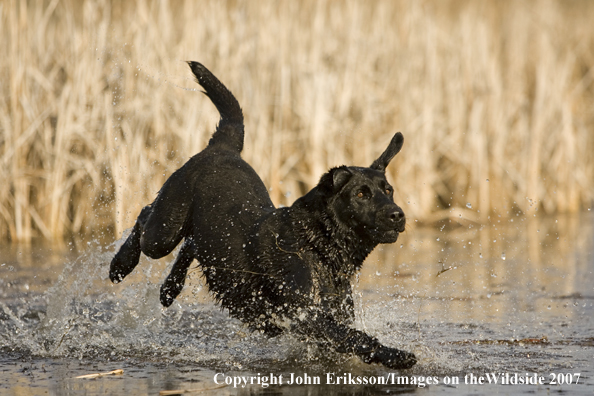 Black Labrador Retriever