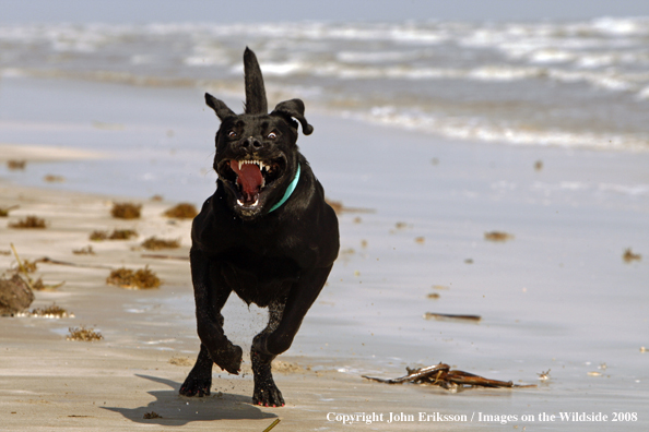 Black Labrador Retriever on beach