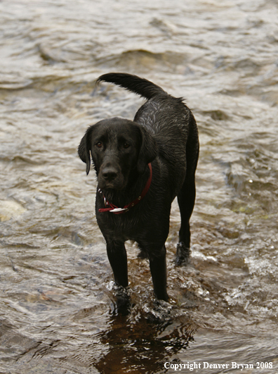 Black Labrador Retriever