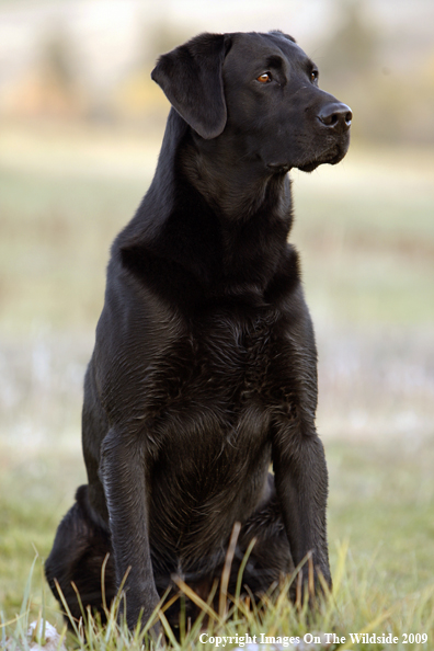 Black Labrador Retriever