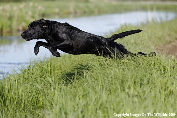 Black Labrador Retriever in field