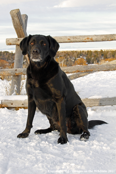 Black Labrador Retriever in winter. 