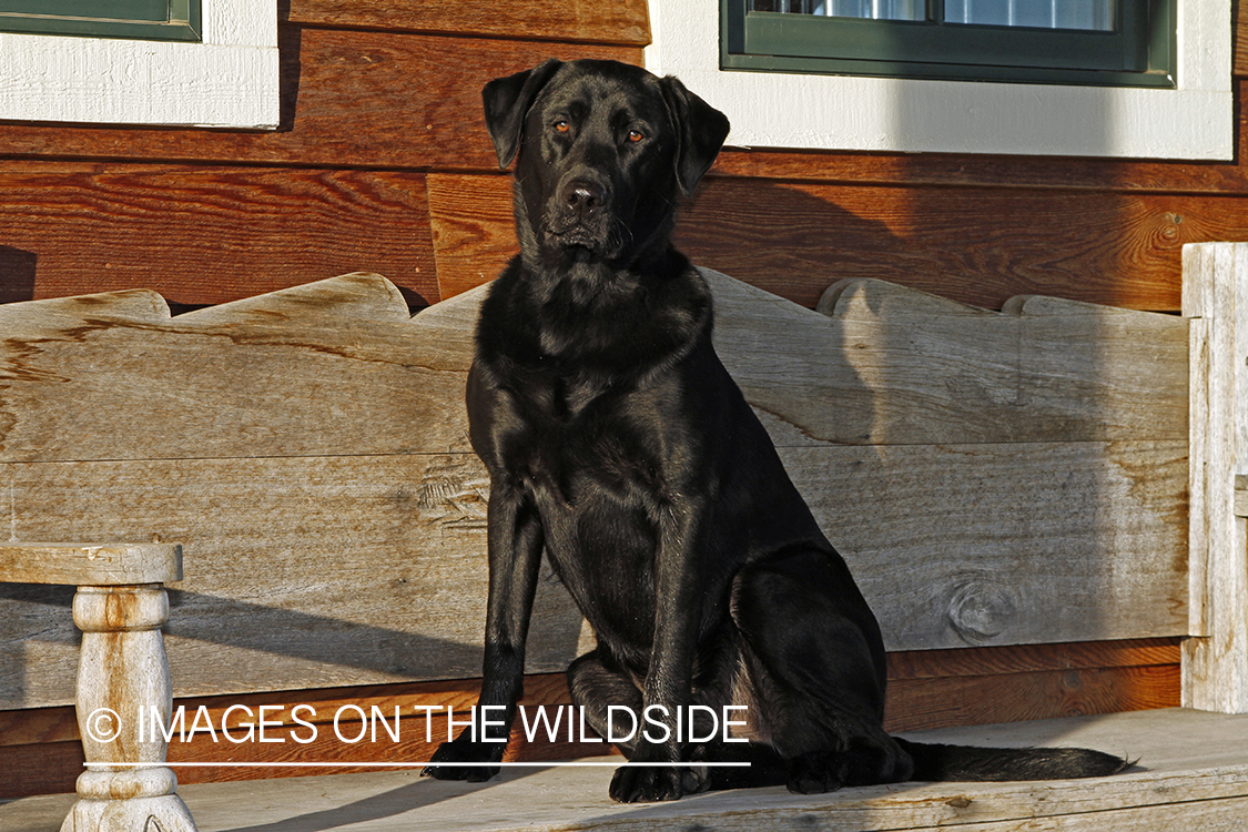 Black Labrador Retriever