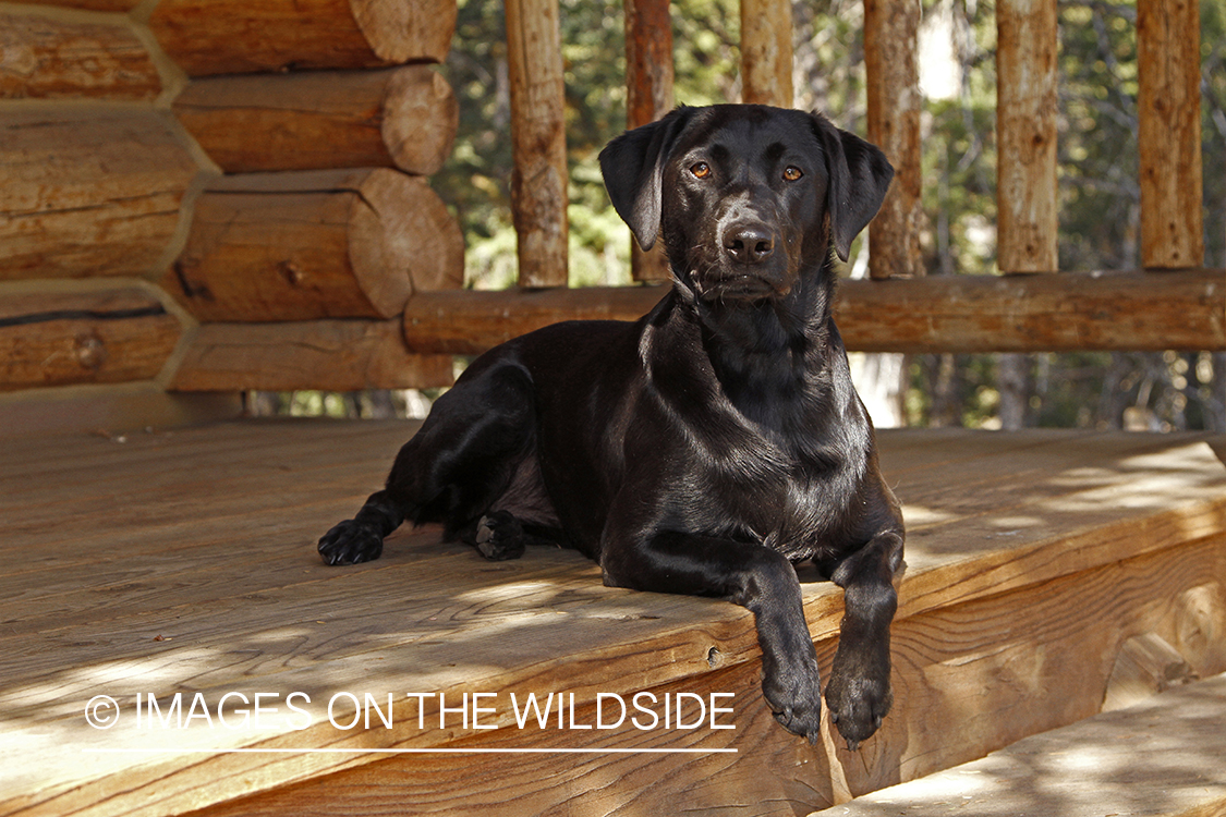 Black Labrador Retriever on porch.