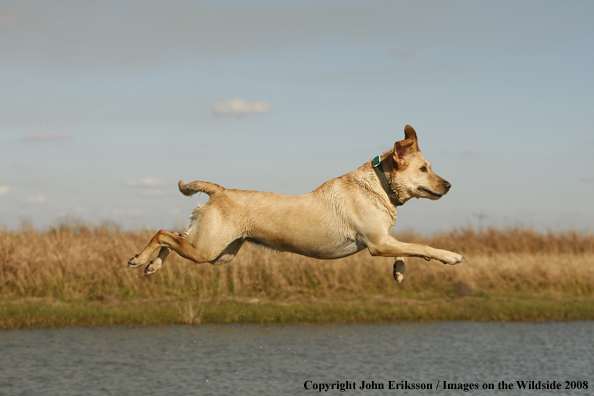 Yellow Labrador Retriever in field