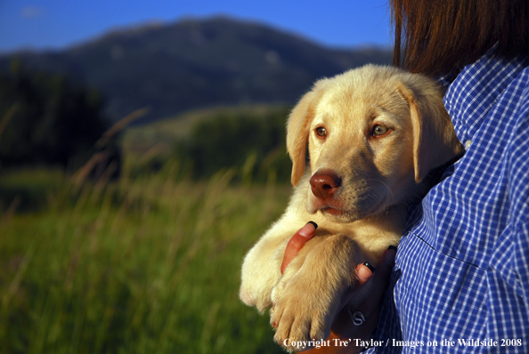 Yellow Labrador Puppy