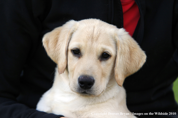 Yellow Labrador Retriever Puppy 