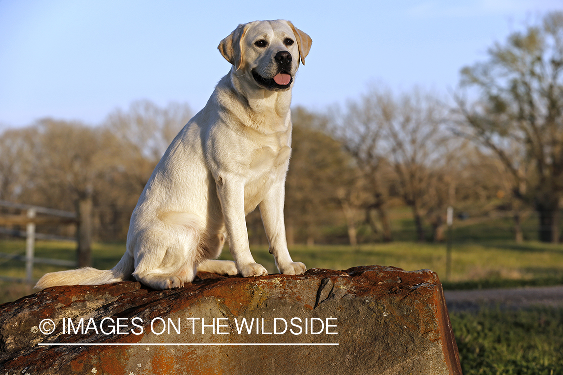 Yellow Labrador Retriever