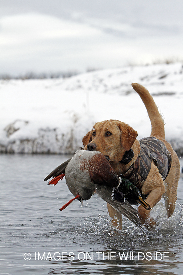 Yellow lab retrieving bagged mallard drake.