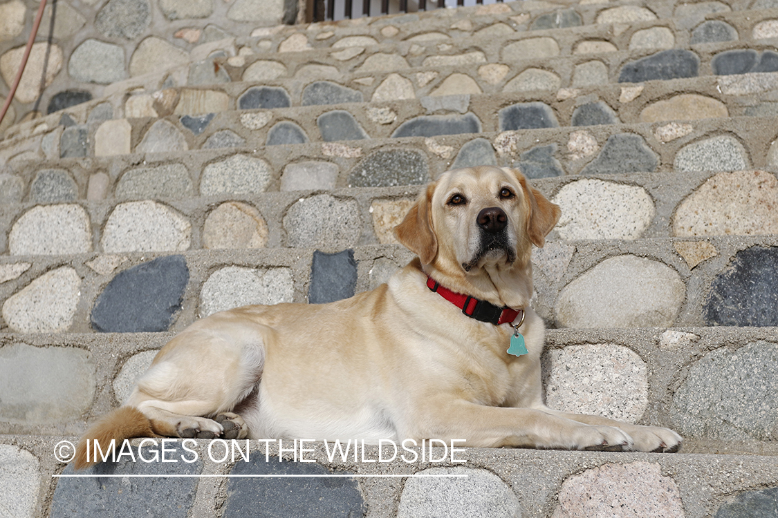 Yellow lab on cobble steps.
