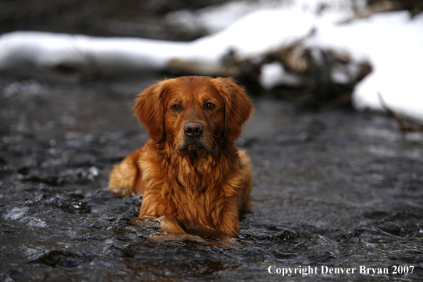 Golden Retriever laying in the water.