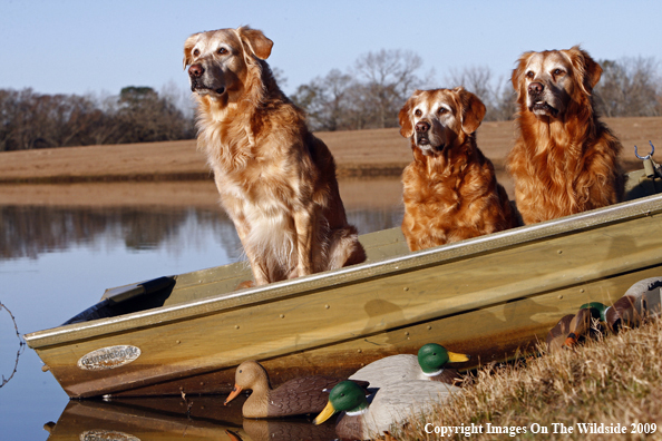 Golden Retrievers with Duck Decoys