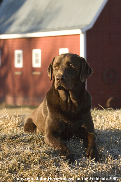 Chocolate Labrador Retriever