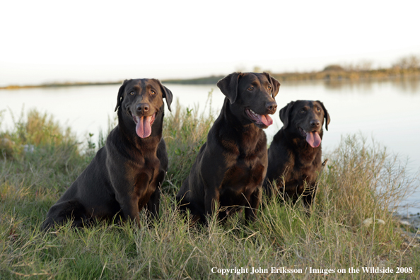 Chocolate Labrador Retrievers in field