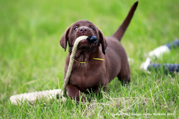 Chocolate Labrador Retriever Puppy