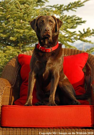 Chocolate Labrador Retriever