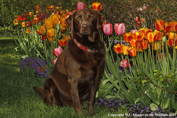 Chocolate Labrador Retriever.