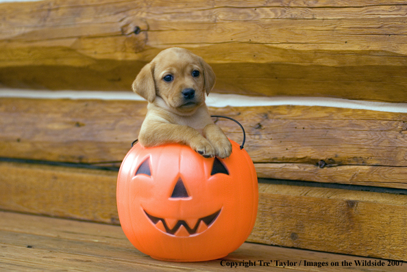 Labrador Puppy