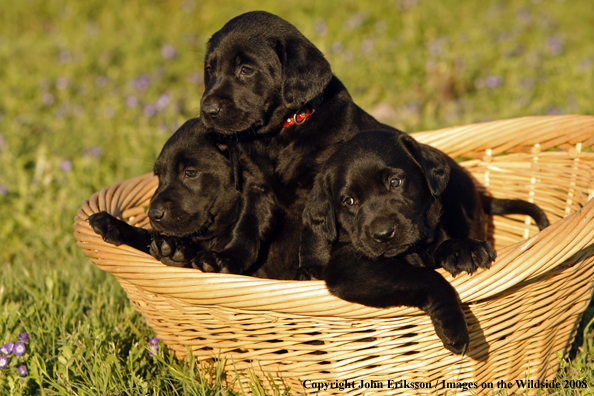 Black Labrador Retriever pups