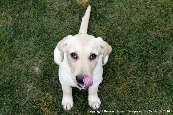 Yellow Labrador Retriever Puppy