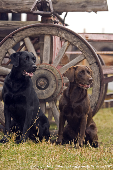 Black and Chocolate Labrador Retrievers in field